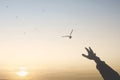 Human hand seeks contact with nature and the freedom of a bird flying in the sky Royalty Free Stock Photo