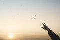Human hand seeks contact with nature and the freedom of a bird flying in the sky Royalty Free Stock Photo