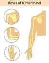 Set of vector illustrations of human hand skeletal anatomy Royalty Free Stock Photo