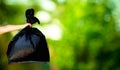 Human hand showing garbage bag Royalty Free Stock Photo