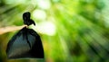 Human hand showing garbage bag Royalty Free Stock Photo