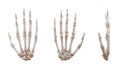 Human hand skeleton bones isolated