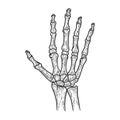 Human hand skeleton sketch vector illustration