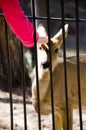 Human hand strokes a roe through a cage at the zoo in summer