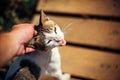 A human hand is stroking a sick stray cat. Cat`s face with an open mouth, close-up