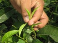 A Human Hand With Tea Leaves Royalty Free Stock Photo