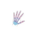 Human hand thumbs sign icon. Vector illustration eps 10
