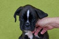 Human hand touches black with white spots Boxer puppy on green background. Royalty Free Stock Photo