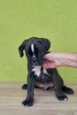 Human hand touches black with white spots Boxer puppy on green background. Royalty Free Stock Photo