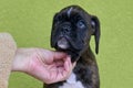 Human hand touches black with white spots Boxer puppy on green background. Royalty Free Stock Photo