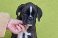 Human hand touches brindle with white spots Boxer puppy on green background. Royalty Free Stock Photo