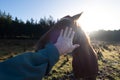 Farm animal image of a hand petting a horse