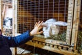 Human hand touches white rabbit in a cage