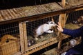 Human hand touches white rabbit in a cage