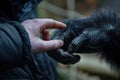 Human hand touching hand of a gorilla. Ai generative Royalty Free Stock Photo