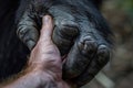 Human hand touching hand of a gorilla. Ai generative Royalty Free Stock Photo