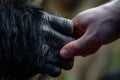 Human hand touching hand of a gorilla. Ai generative Royalty Free Stock Photo