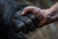 Human hand touching hand of a gorilla. Ai generative Royalty Free Stock Photo