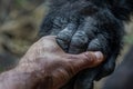 Human hand touching hand of a gorilla. Ai generative Royalty Free Stock Photo