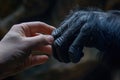 Human hand touching hand of a gorilla. Ai generative Royalty Free Stock Photo