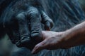 Human hand touching hand of a gorilla. Ai generative Royalty Free Stock Photo