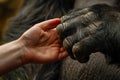 Human hand touching hand of a gorilla. Ai generative Royalty Free Stock Photo