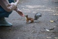 Human hand touching squirrel in the park, feeding, eating Royalty Free Stock Photo