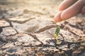 Human hand watering little green plant on crack dry ground Royalty Free Stock Photo