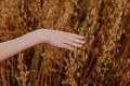 human hand wheat fields agriculture harvesting farm