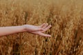 human hand wheat fields agriculture harvesting farm