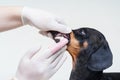 Human hand in white glove with a toothbrush is brushing the dog dachshund teeth in front of gray background. Veterinary treatment