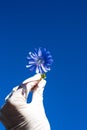 Human hand in white medical latex glove holding a blue blooming flower on intense blue background. horizontal composition with co