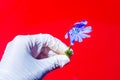 Human hand in white medical latex glove holding a blue blooming flower on intense red background. horisontal composition with co