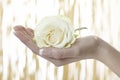 Human hand with white Rose Royalty Free Stock Photo