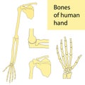 Set of vector illustrations of human hand skeletal anatomy Royalty Free Stock Photo