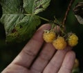 human hand yellow berries raspberry outdoor garden Royalty Free Stock Photo