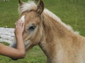 human hand and young haflinger blonde horse grazing on green grass in dolomites horse