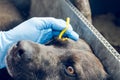 Human hands in blue gloves remove the tick with the hook of the dog Royalty Free Stock Photo