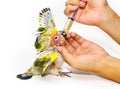 Human hands are feeding the baby birds through a syringe. Sun conure, Sun Parakeet, or Aratinga solstitialis