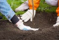 Human hands in garden gloves planted a tree in the Park and buried a hole in the ground