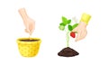 Human hands growing plant. Organic agriculture, gardening and planting vector illustration