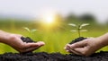 Human hands help plant saplings or trees in the soil in the concept of Earth Day Royalty Free Stock Photo