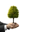 Human hands hold little tree Royalty Free Stock Photo