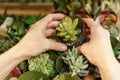 Human hands hold a succulent in a pot. Buying plants for home gardening in Garden center. Unrecognizable woman with potted plant. Royalty Free Stock Photo