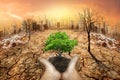 Human hands holding big growth plant. Global Warming and human waste ,Pollution Concept - Sustainability Royalty Free Stock Photo