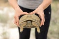 Human hands holding big tortoise. Wildlife reptile outdoors. Horizontal format. Soft focus. Close-up shot Royalty Free Stock Photo