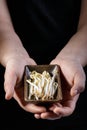 Human hands holding bowl with mung bean sprouts Royalty Free Stock Photo