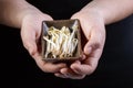 Human hands holding bowl with mung bean sprouts Royalty Free Stock Photo