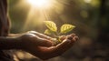 Human hands holding and caring young green plant in the soil with sunlight