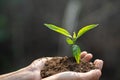 Human hands holding fertile soil and young tree, Planting trees to reduce global warming, environment Earth Day, Forest